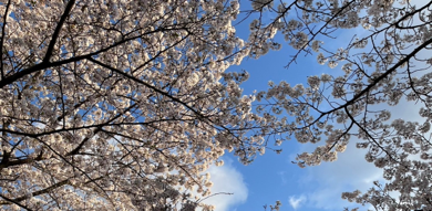 満開の桜