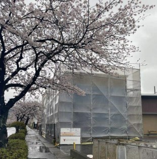 満開の桜