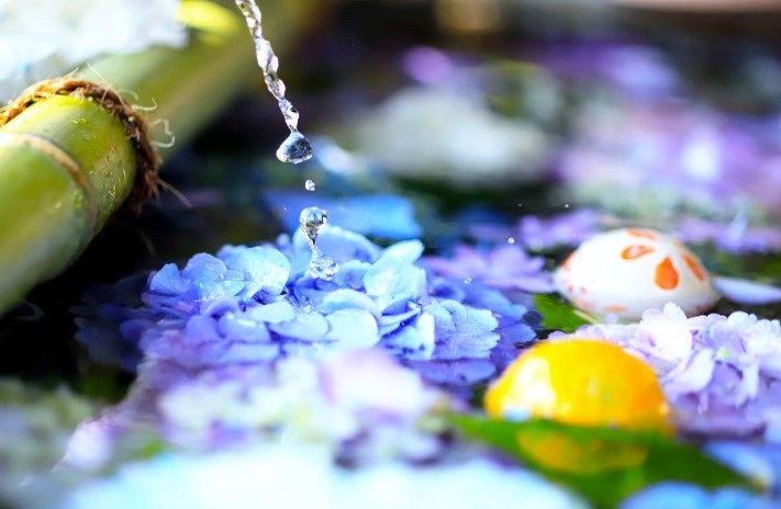 紫陽花巡り