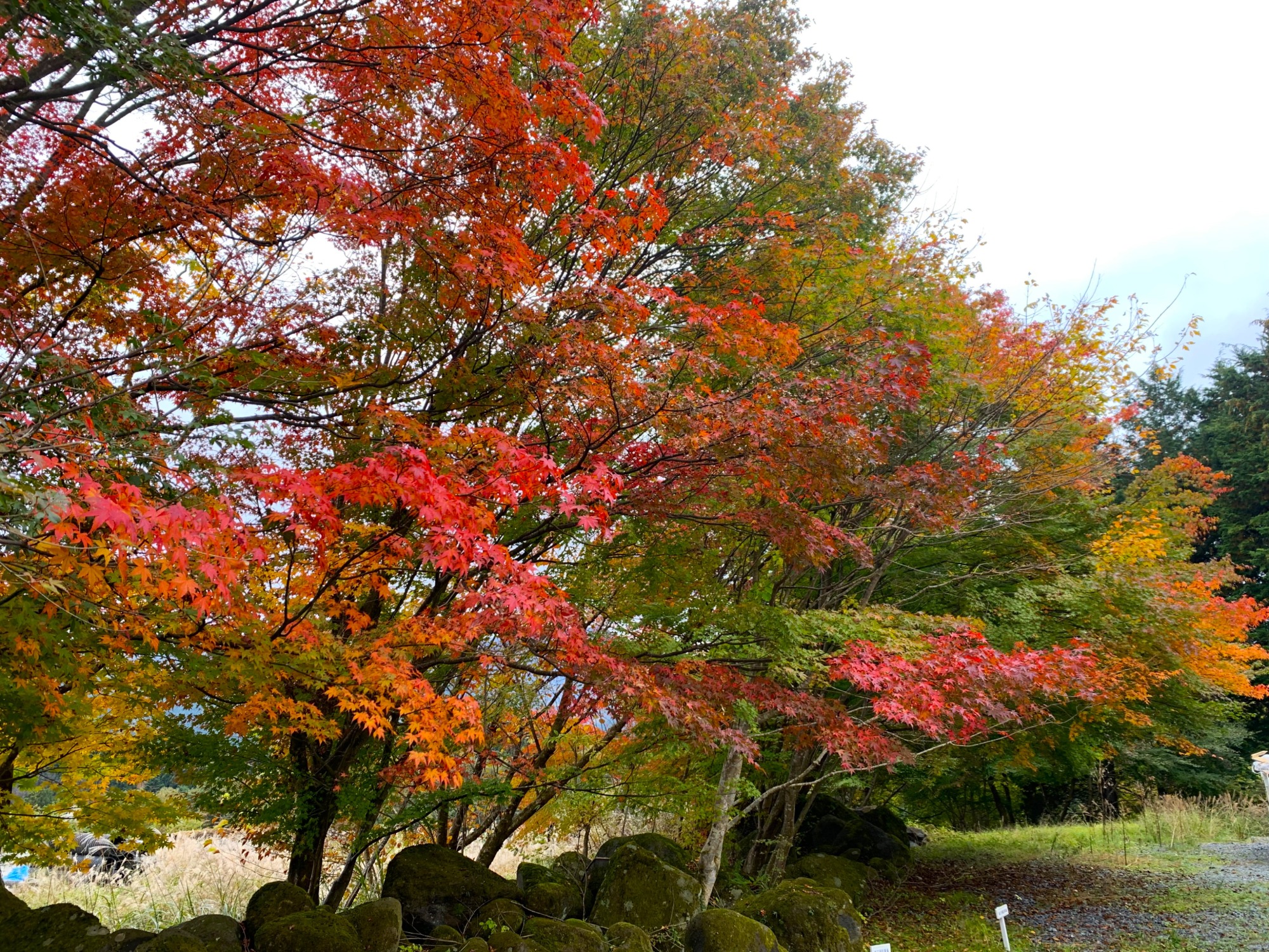 今が見どころの紅葉