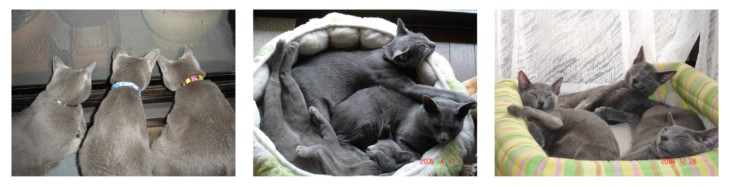 3匹のニャンコ達