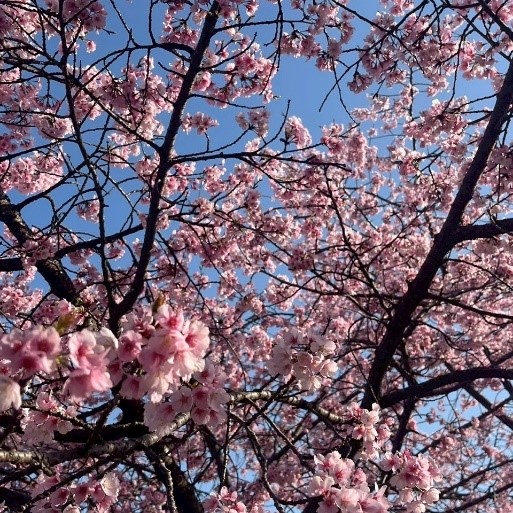 暖かくなってきて咲き始めた桜