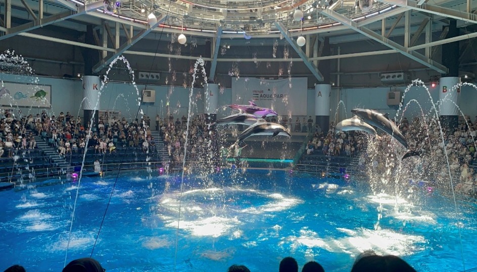 水族館のイルカショー