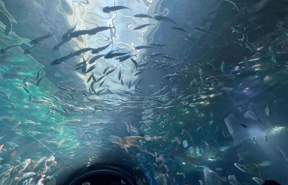 水族館の海中トンネル