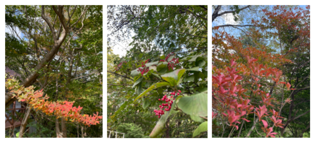 紅葉シーズンの那須