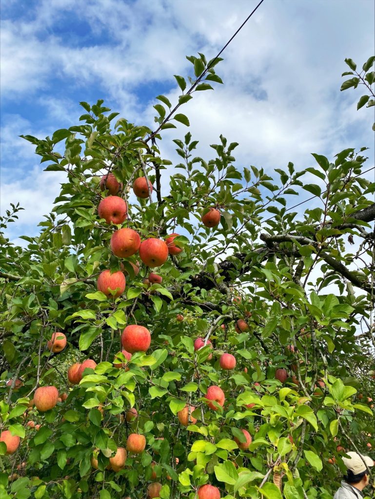 休日に出かけたリンゴ狩り