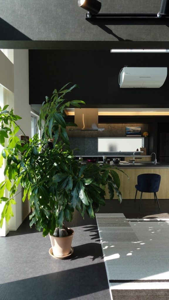 立派に育ったパキラ